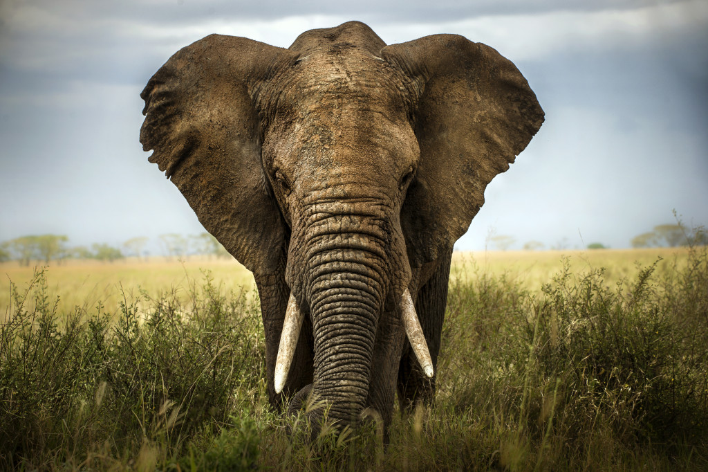 elephant in safari
